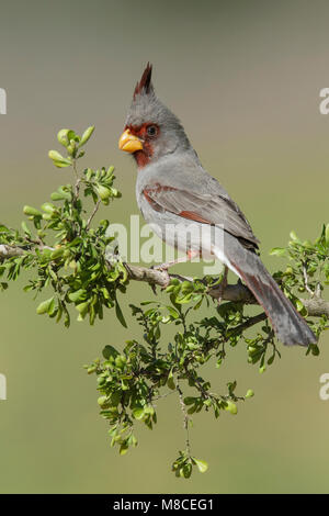 Erwachsene männliche Hidalgo Co., TX Februar 2014 Stockfoto