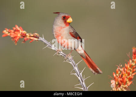 Erwachsene männliche Pima Co., AZ April 2009 Stockfoto