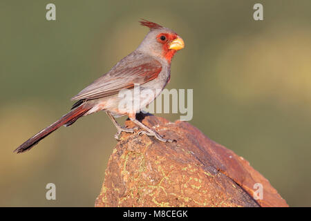 Erwachsene männliche Pima Co., AZ April 2009 Stockfoto