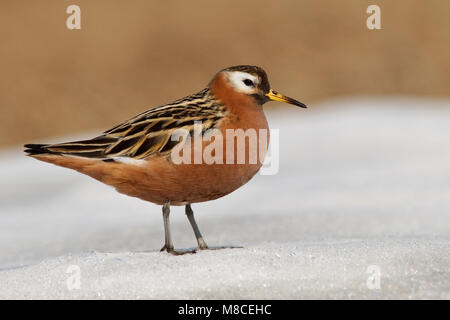 Nach weibliche Zuchttiere Barrow, AK Juni 2010 Stockfoto