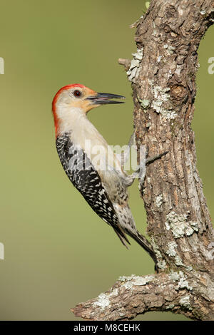 Erwachsene männliche Harris Co., TX April 2015 Stockfoto