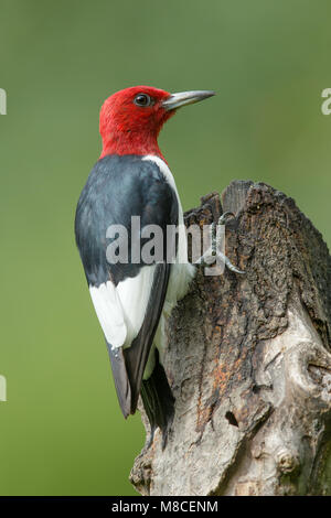 Nach Harris Co., TX September 2014 Stockfoto