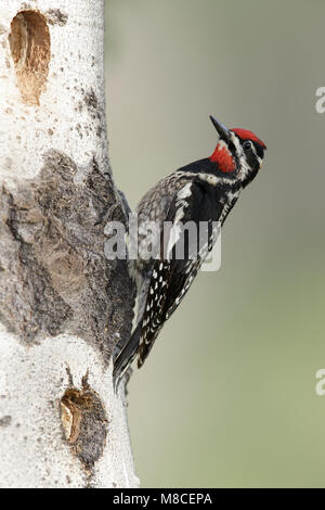 Erwachsene Frau Kamloops, BC Juni 2015 Stockfoto