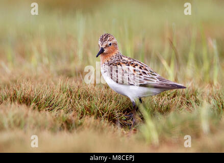 Nach Zucht Barrow, AK Juni 2009 Stockfoto