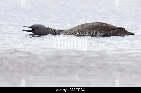 Nach Zucht Nome, AK Juni 2009 Stockfoto