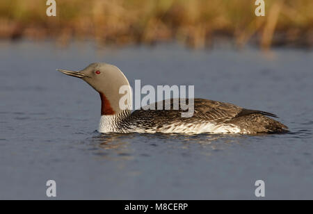 Nach Zucht Nome, AK Juni 2009 Stockfoto