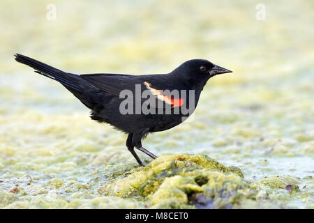 Nach Brazoria Co., TX April 2011 Stockfoto