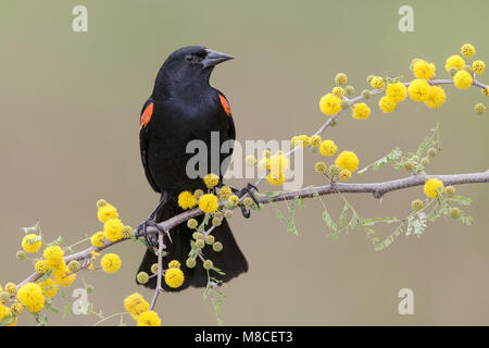 Erwachsene männliche Hidalgo Co., TX Februar 2014 Stockfoto