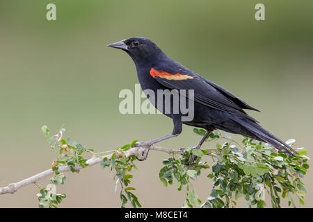 Erwachsene männliche Hidalgo Co., TX Februar 2014 Stockfoto