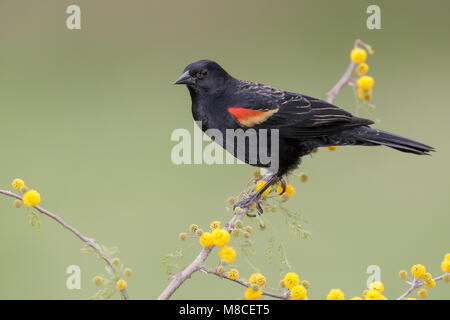 Erwachsene männliche Hidalgo Co., TX Februar 2014 Stockfoto