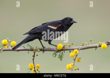 Erwachsene männliche Hidalgo Co., TX Februar 2014 Stockfoto