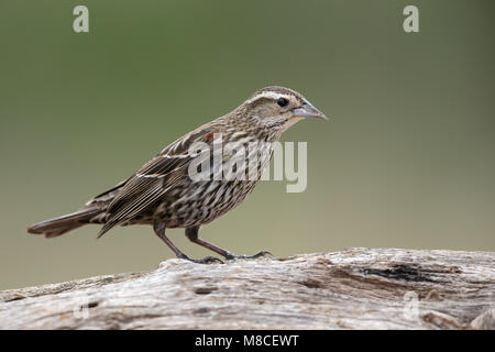 Erwachsene Frau Hidalgo Co., TX März 2014 Stockfoto