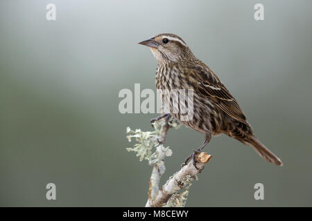 Erwachsene Frau Hidalgo Co., TX März 2014 Stockfoto