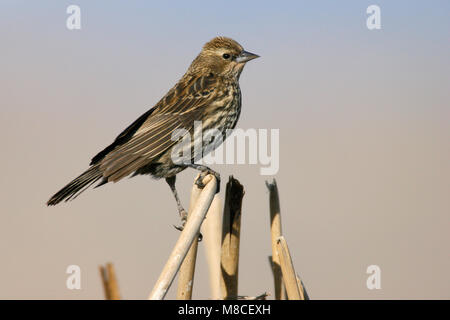 Erwachsene Frau Riverside Co., CA Januar 2007 Stockfoto