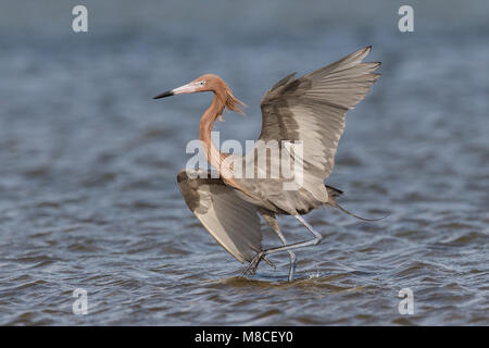 Nach dunklen morph Zucht Galveston, TX.de April 2011 Stockfoto