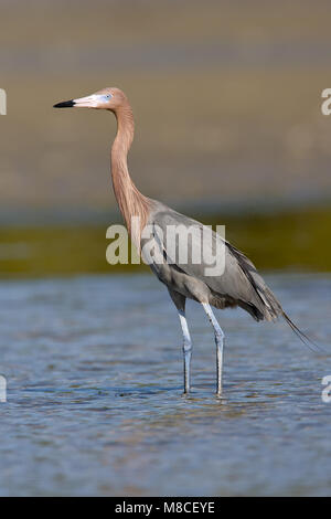 Nach Zucht (dunkle Morph) Pinellas Co., FL Februar 2006 Stockfoto