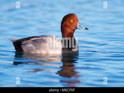 Erwachsene männliche Pima Co., AZ Dezember 2003 Stockfoto