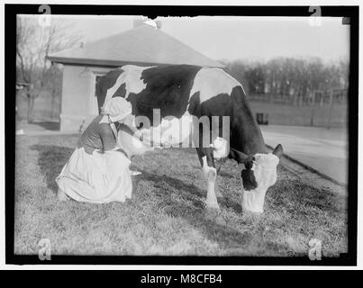 ECKLES, Virginia. IN DER NIEDERLÄNDISCHEN MILCHINDUSTRIE - DIENSTMÄDCHEN, MIT KUH LCCN 2016869767 Stockfoto