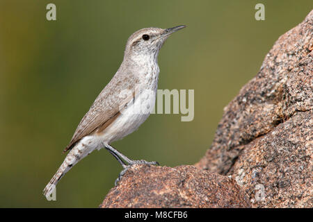 Nach Riverside Co., CA April 2008 Stockfoto