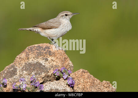 Nach Riverside Co., CA April 2008 Stockfoto