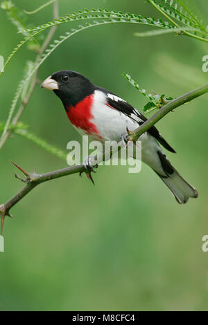 Volwassen mannetje Roodborstkardinaal, erwachsenen männlichen Rose-breasted Grosbeak Stockfoto