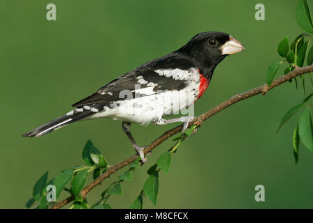 Volwassen mannetje Roodborstkardinaal, erwachsenen männlichen Rose-breasted Grosbeak Stockfoto