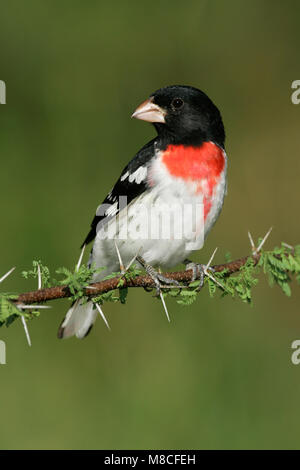 Volwassen mannetje Roodborstkardinaal, erwachsenen männlichen Rose-breasted Grosbeak Stockfoto