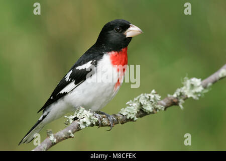 Volwassen mannetje Roodborstkardinaal, erwachsenen männlichen Rose-breasted Grosbeak Stockfoto