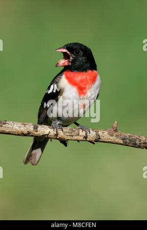 Volwassen mannetje Roodborstkardinaal, erwachsenen männlichen Rose-breasted Grosbeak Stockfoto