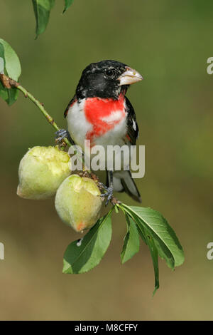 Volwassen mannetje Roodborstkardinaal, erwachsenen männlichen Rose-breasted Grosbeak Stockfoto