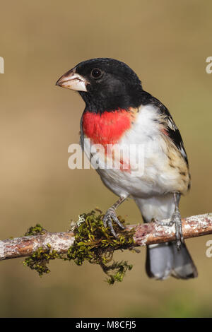 Volwassen mannetje Roodborstkardinaal, erwachsenen männlichen Rose-breasted Grosbeak Stockfoto