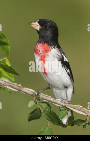 Volwassen mannetje Roodborstkardinaal, erwachsenen männlichen Rose-breasted Grosbeak Stockfoto