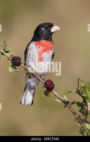 Volwassen mannetje Roodborstkardinaal, erwachsenen männlichen Rose-breasted Grosbeak Stockfoto