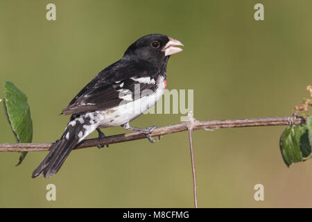 Volwassen mannetje Roodborstkardinaal, erwachsenen männlichen Rose-breasted Grosbeak Stockfoto