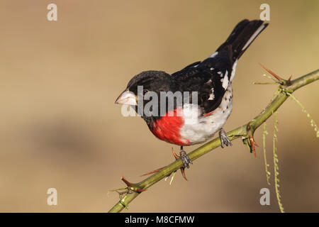 Volwassen mannetje Roodborstkardinaal, erwachsenen männlichen Rose-breasted Grosbeak Stockfoto