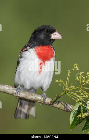 Volwassen mannetje Roodborstkardinaal, erwachsenen männlichen Rose-breasted Grosbeak Stockfoto