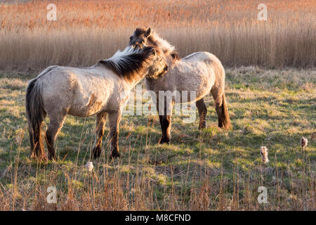 Zwei Konik Pferde Nuzzling am Oare Marsh Nature Reserve in goldenes Licht, frühen Frühling. Oare, Faversham, Kent, Großbritannien. Stockfoto