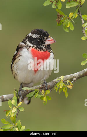 Volwassen mannetje Roodborstkardinaal, erwachsenen männlichen Rose-breasted Grosbeak Stockfoto