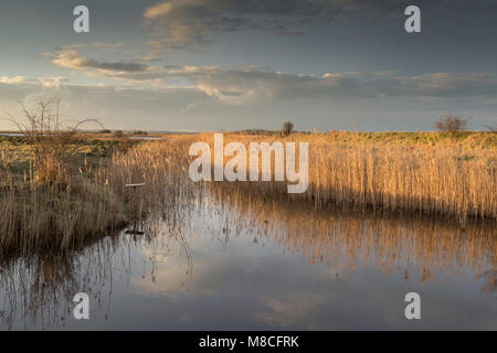 Am späten Nachmittag Sonnenlicht auf das Schilf, die in einem Kanal an der Kent's Wildlife Trust Oare Sümpfe Naturschutzgebiet, Oare, Faversham, Kent, Großbritannien reflektiert werden. Stockfoto