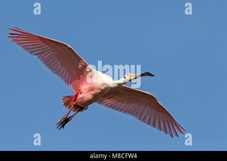 Nach Zucht Galveston, TX.de April 2012 Stockfoto