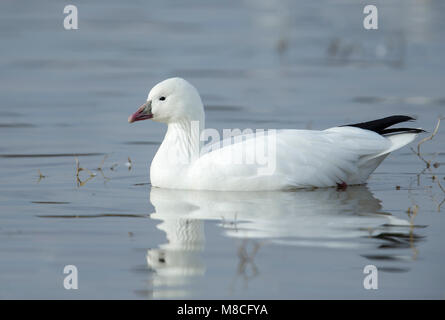 Nach White Morph Socorro Co., NM. Dezember 2014 Stockfoto