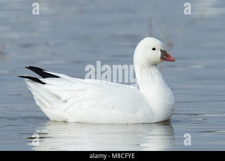 Nach White Morph Socorro Co., NM. Dezember 2014 Stockfoto