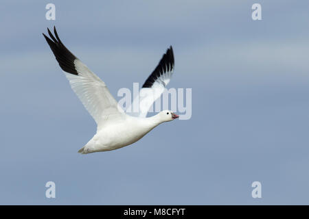 Nach White Morph Socorro Co., NM. Dezember 2014 Stockfoto