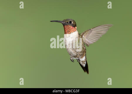 Erwachsene männliche Montgomery Co., TX September 2014 Stockfoto