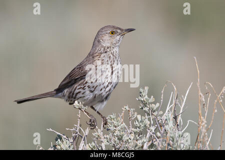 Nach Mono Co., CA Juni 2011 Stockfoto