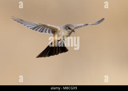 Nach Socorro Co., NM November 2014 Stockfoto