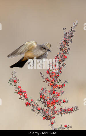 Nach Socorro Co., NM November 2014 Stockfoto