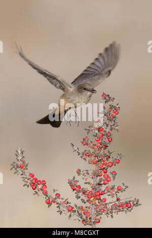 Nach Socorro Co., NM. November 2014 Stockfoto