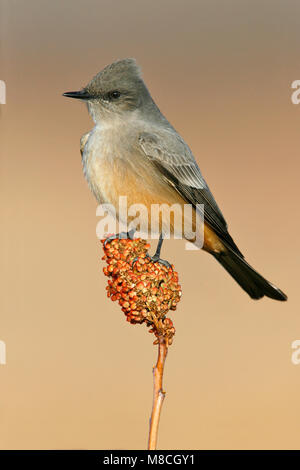 Nach Socorro Co., NM Dezember 2008 Stockfoto