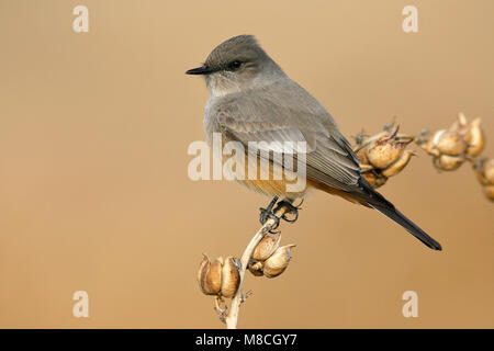 Nach Socorro Co., NM Dezember 2008 Stockfoto